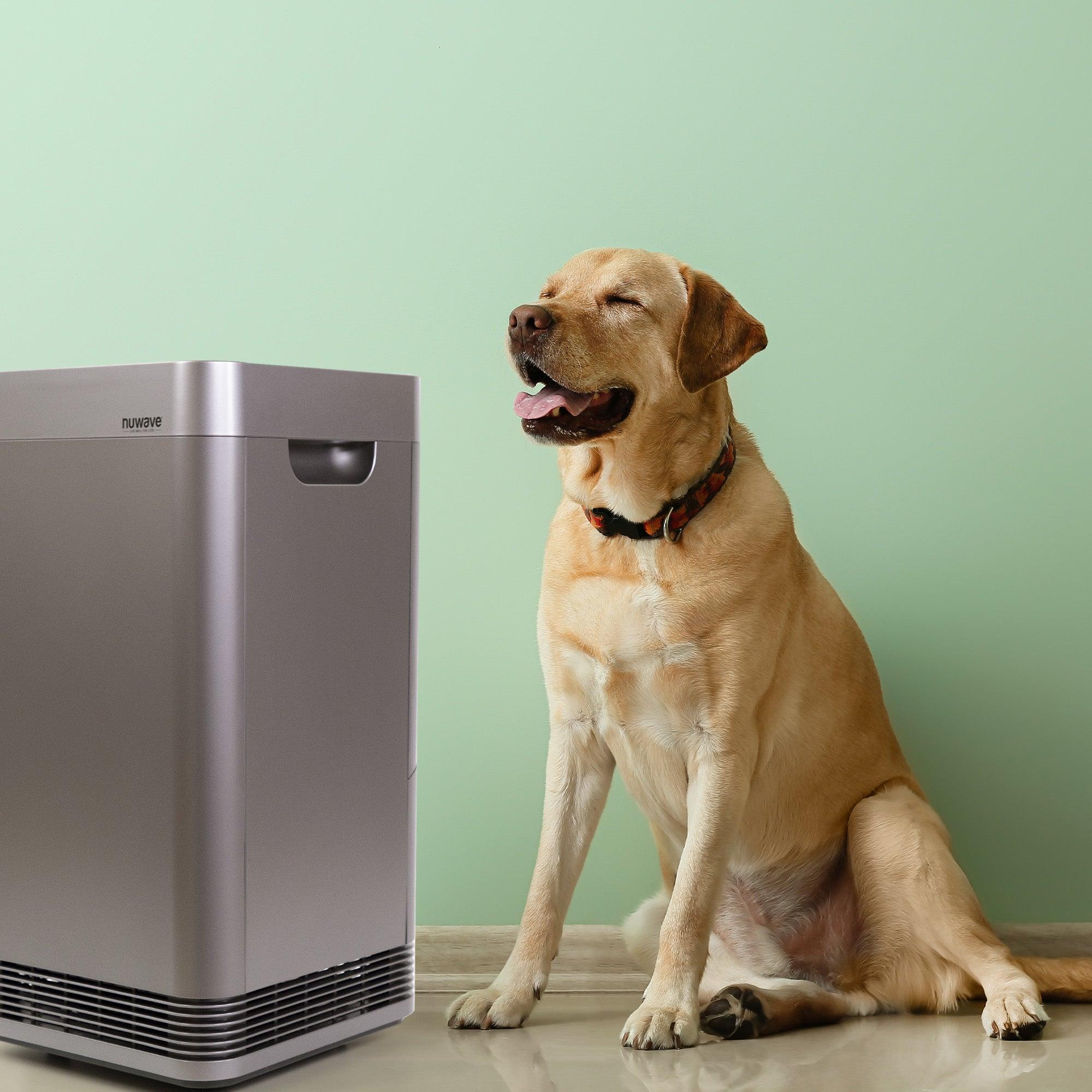 Happy Dog Enjoying Clean Air with NuWave Air Purifier