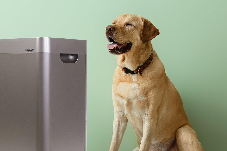 Happy Dog Enjoying Clean Air with NuWave Air Purifier